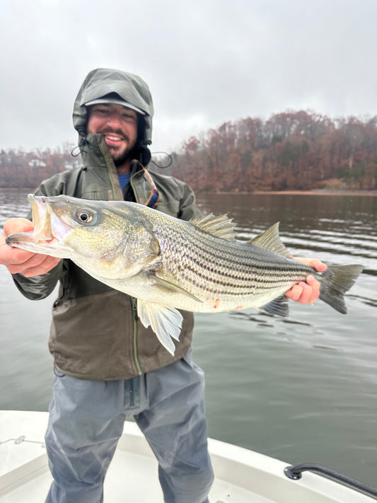 Freshwater Striped Bass